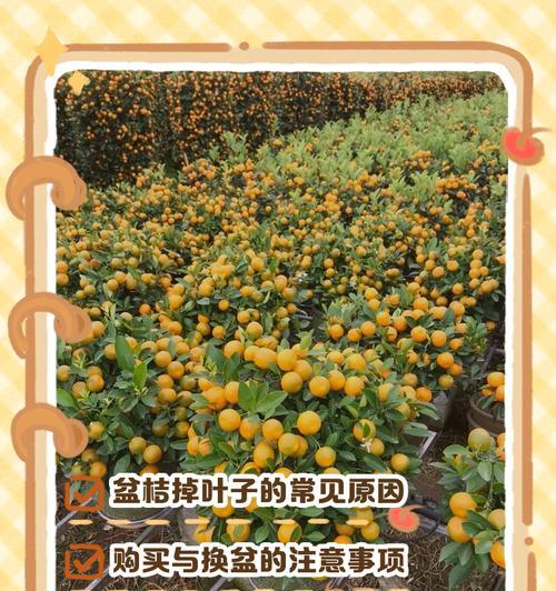 金桔树叶子为何一碰就掉？（探究金桔树的特殊叶子脆弱性能，了解其生长习性和适应环境。）-第2张图片-绿意生活