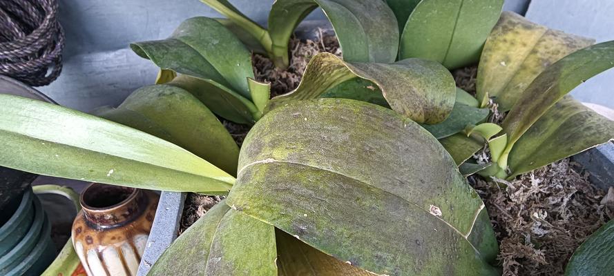 植物的冬季生存之道（寒冬中植物如何度过严寒）-第1张图片-绿意生活