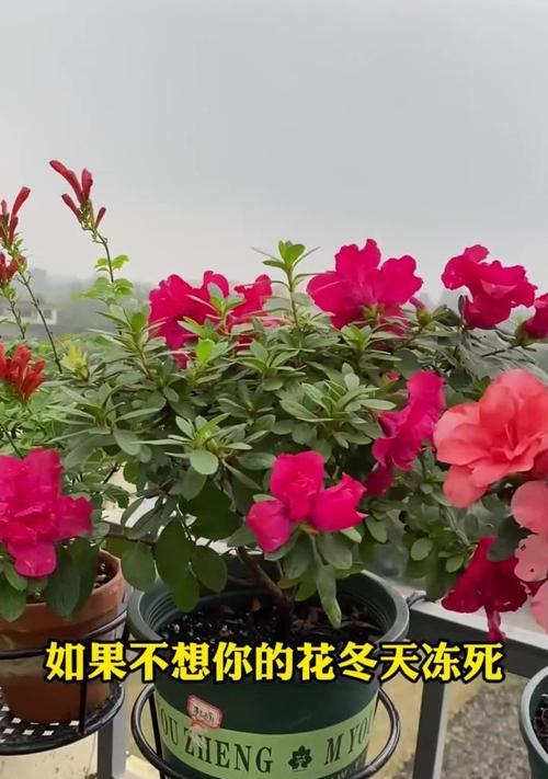 植物的冬季生存之道（寒冬中植物如何度过严寒）-第3张图片-绿意生活