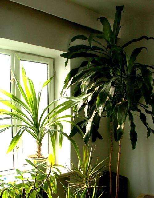 植物的冬季生存之道（寒冬中植物如何度过严寒）-第2张图片-绿意生活