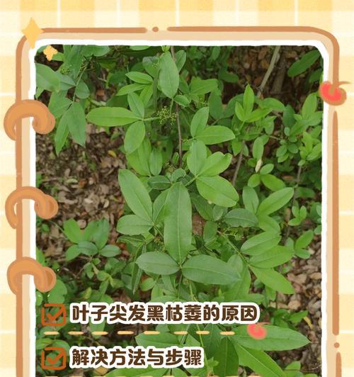 墨兰叶子尖发黑的原因及补救方法（保持墨兰叶子健康的关键是正确的护理）-第1张图片-绿意生活