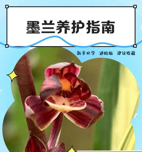 墨兰叶子尖发黑的原因及补救方法（保持墨兰叶子健康的关键是正确的护理）-第2张图片-绿意生活