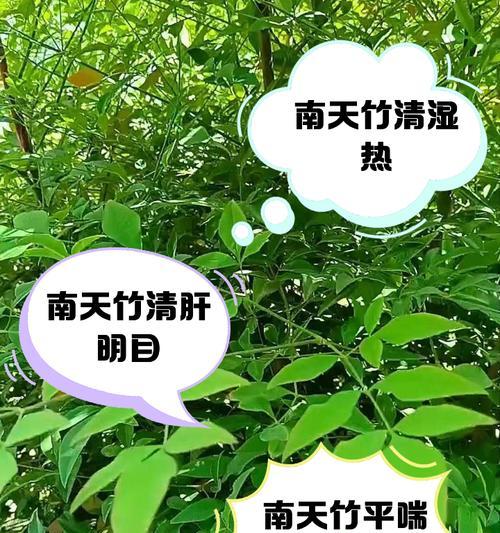 南天竹叶子的用途及焉啦方法（探索南天竹叶子的独特价值，了解它的焉啦方法）-第1张图片-绿意生活