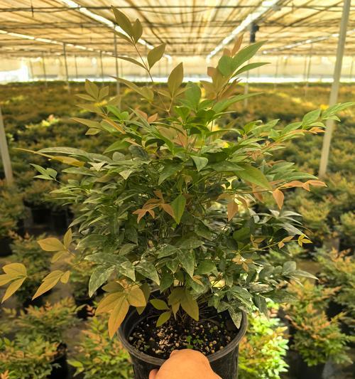 南天竹叶子的用途及焉啦方法（探索南天竹叶子的独特价值，了解它的焉啦方法）-第3张图片-绿意生活