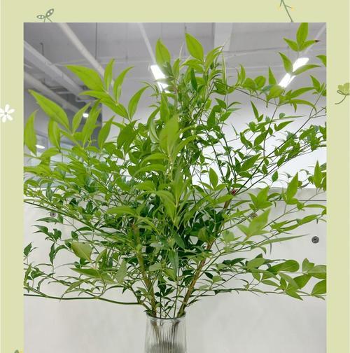 南天竹叶子的用途及焉啦方法（探索南天竹叶子的独特价值，了解它的焉啦方法）-第2张图片-绿意生活