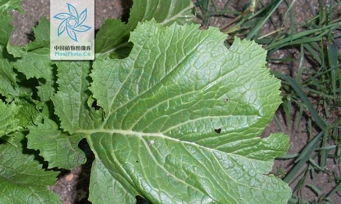 探究芥菜的生长特点与营养价值（从种植到餐桌，了解芥菜的秘密）-第2张图片-绿意生活