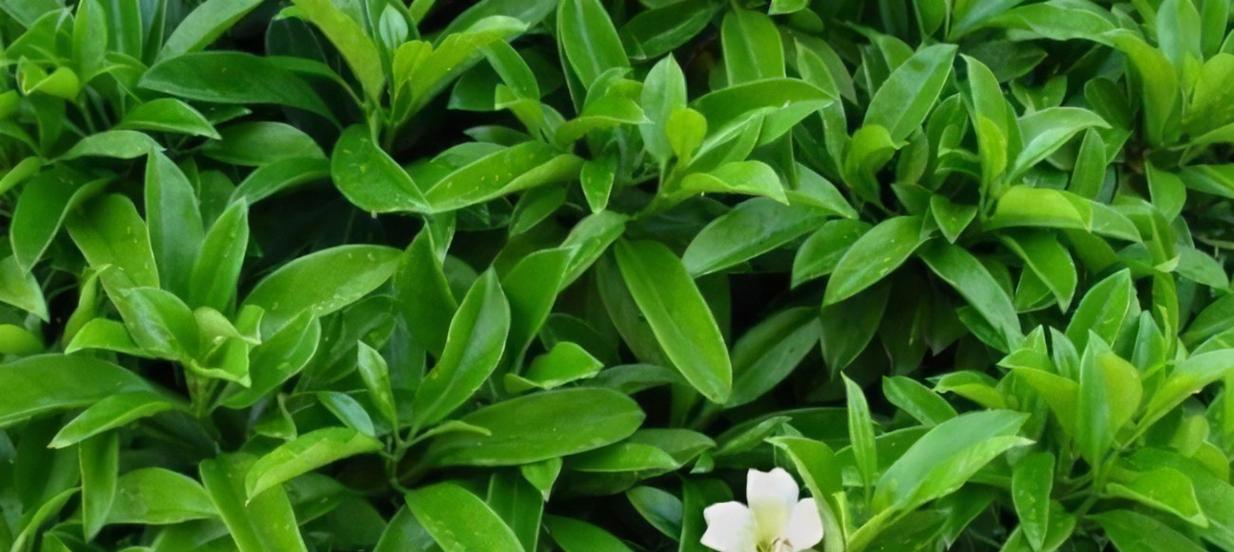 非洲茉莉的繁殖方法与技巧（从播种到扦插，掌握非洲茉莉的繁衍之道）-第1张图片-绿意生活