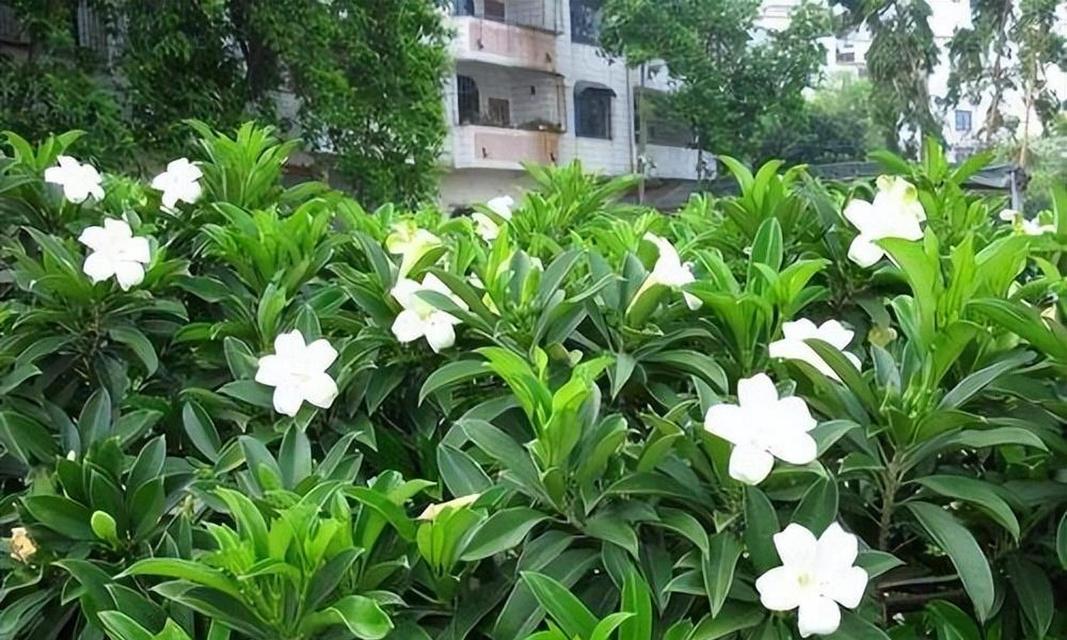 非洲茉莉的繁殖方法与技巧（从播种到扦插，掌握非洲茉莉的繁衍之道）-第3张图片-绿意生活