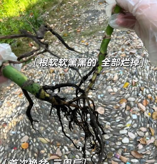 龟背竹烂叶子应该如何处理？（龟背竹烂叶子的危害及解决方法）-第1张图片-绿意生活