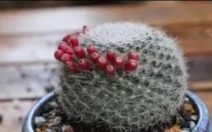 以玉翁开花结果了怎么办？——解决开花结果问题的方法-第2张图片-绿意生活