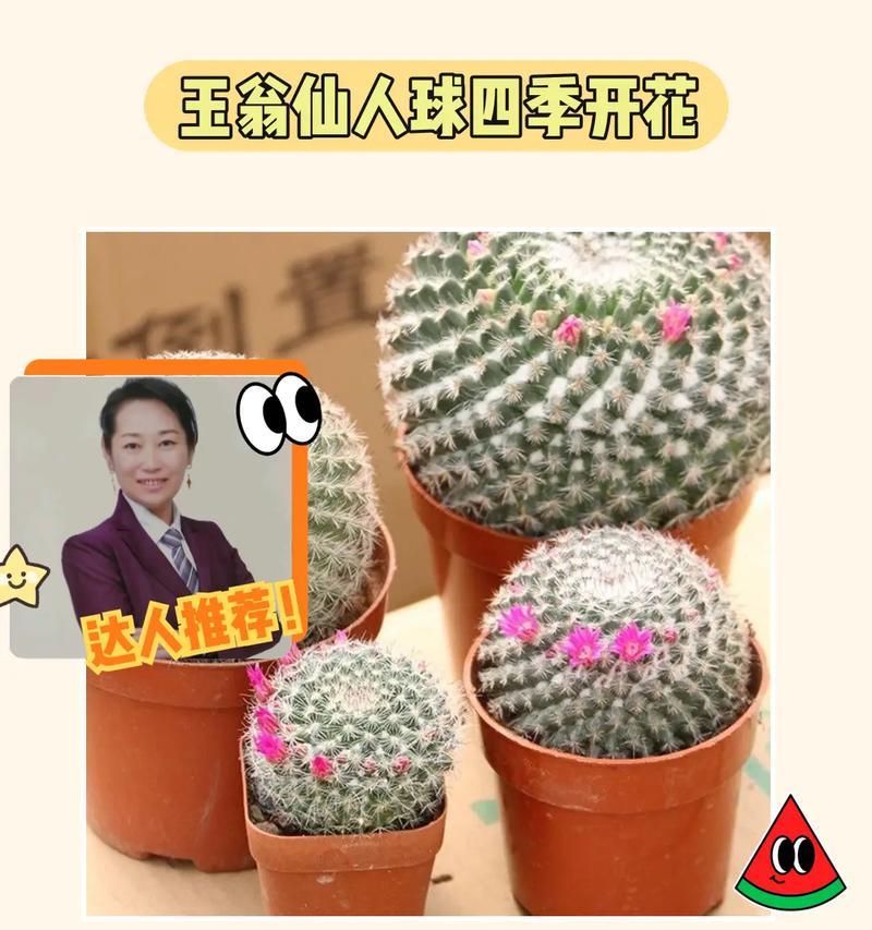 以玉翁开花结果了怎么办？——解决开花结果问题的方法-第3张图片-绿意生活