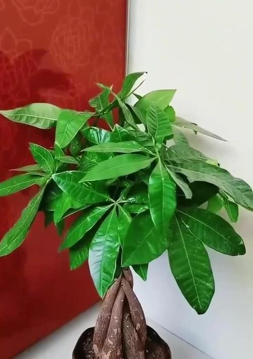 室内发财树过冬指南（以发财树在屋里怎么过冬为主题的全面指南）-第1张图片-绿意生活