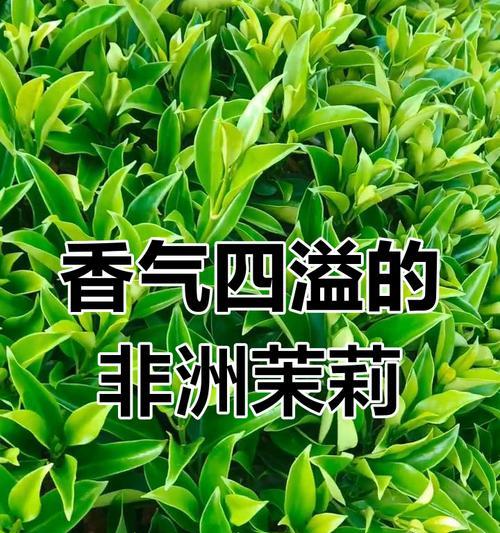 非洲茉莉开花的特点与花期（探究非洲茉莉开花时间及花朵特征，为您打造美丽的花园）-第1张图片-绿意生活