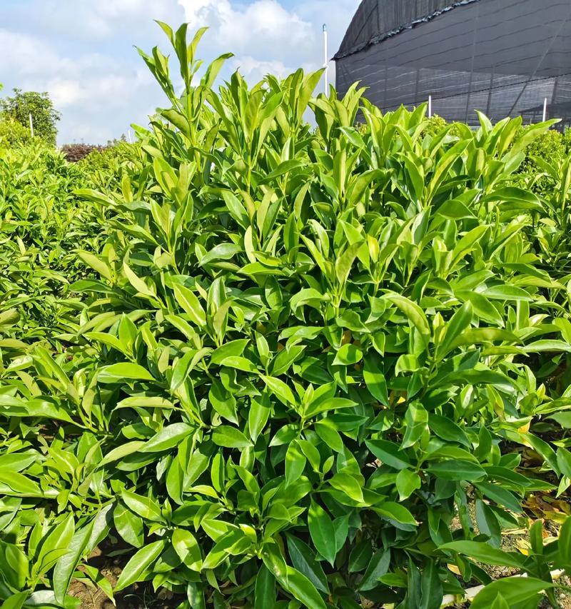 非洲茉莉开花的特点与花期（探究非洲茉莉开花时间及花朵特征，为您打造美丽的花园）-第2张图片-绿意生活