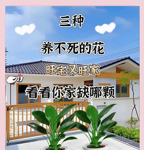 绿钻花摆放位置禁忌及卧室摆放注意事项（绿钻花可以放在卧室吗？如何摆放才不会影响健康？）-第1张图片-绿意生活