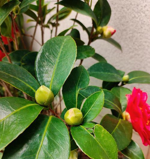室内茶花的开花技巧（探秘茶花开花的关键因素及护理方法）-第1张图片-绿意生活