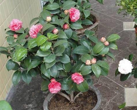 室内茶花的开花技巧（探秘茶花开花的关键因素及护理方法）-第3张图片-绿意生活