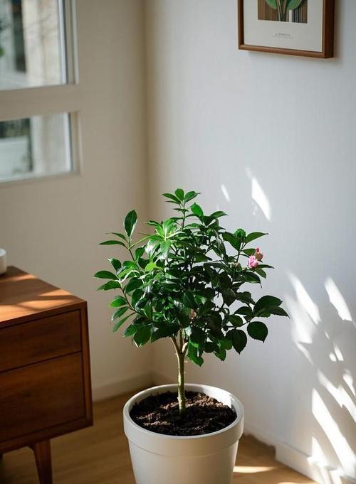 室内茶花的开花技巧（探秘茶花开花的关键因素及护理方法）-第2张图片-绿意生活