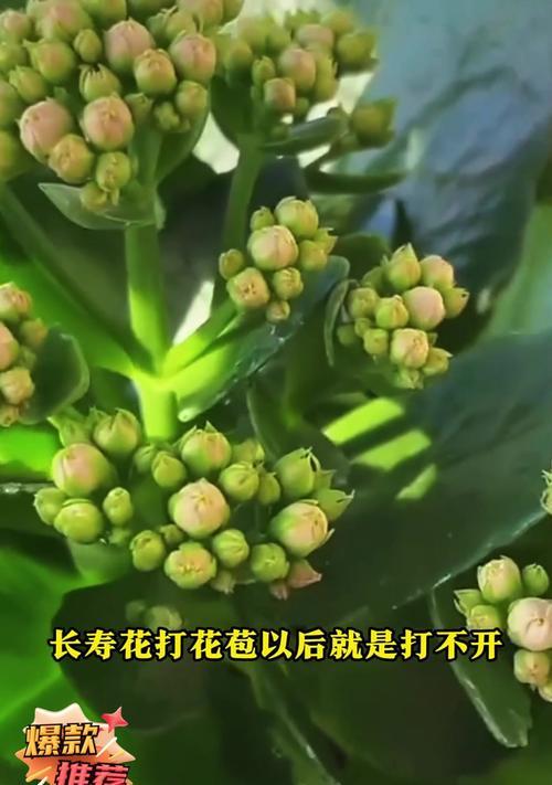 长寿花的花苞不开放的原因及应对方法（揭秘长寿花为何不出花苞，如何引导开放？）-第2张图片-绿意生活