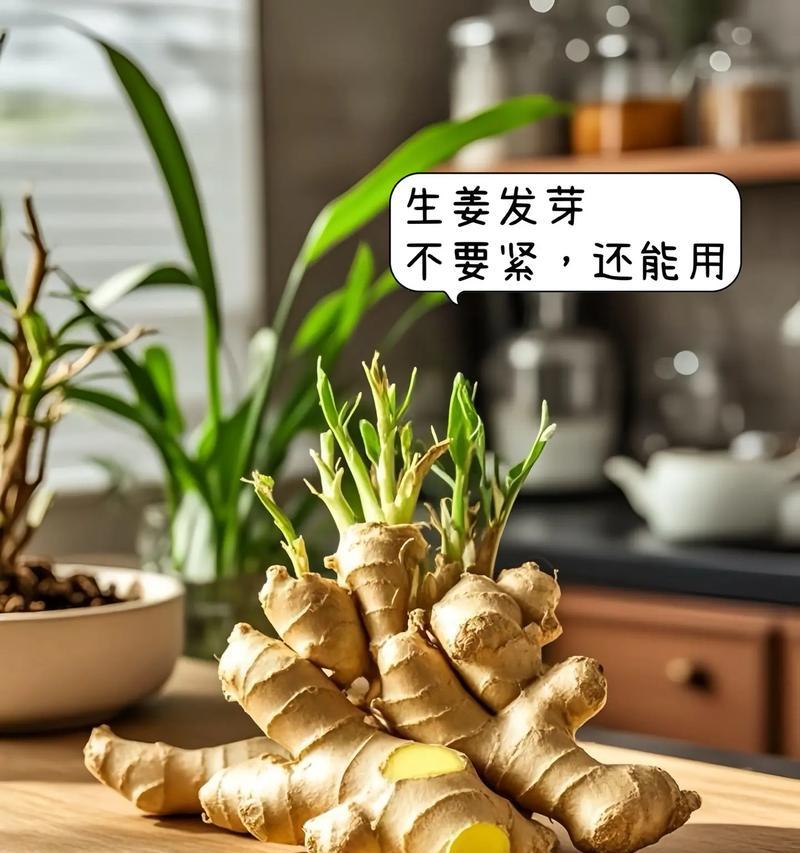 生姜种植时间与生长周期（掌握关键时间点，科学种植生姜/生姜生长周期及各生长阶段特征）-第1张图片-绿意生活