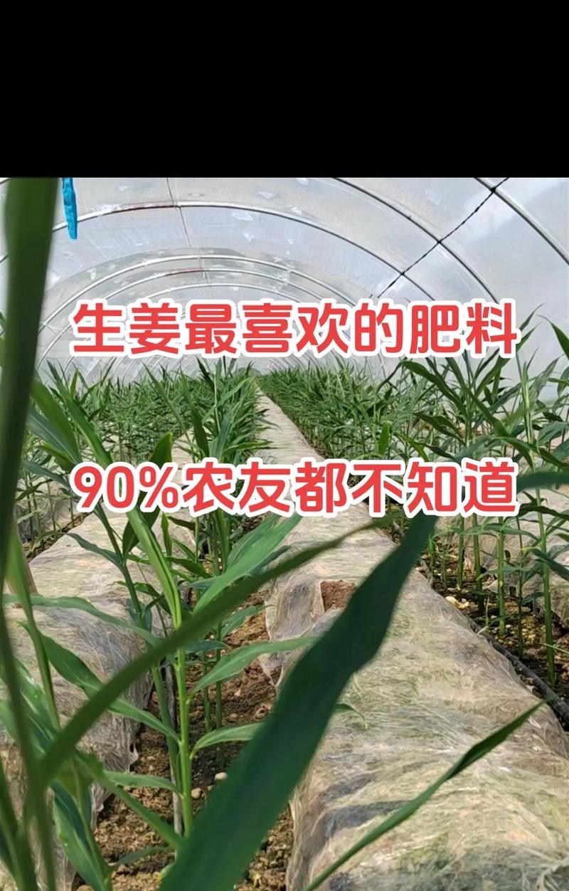 生姜种植时间与生长周期（掌握关键时间点，科学种植生姜/生姜生长周期及各生长阶段特征）-第3张图片-绿意生活