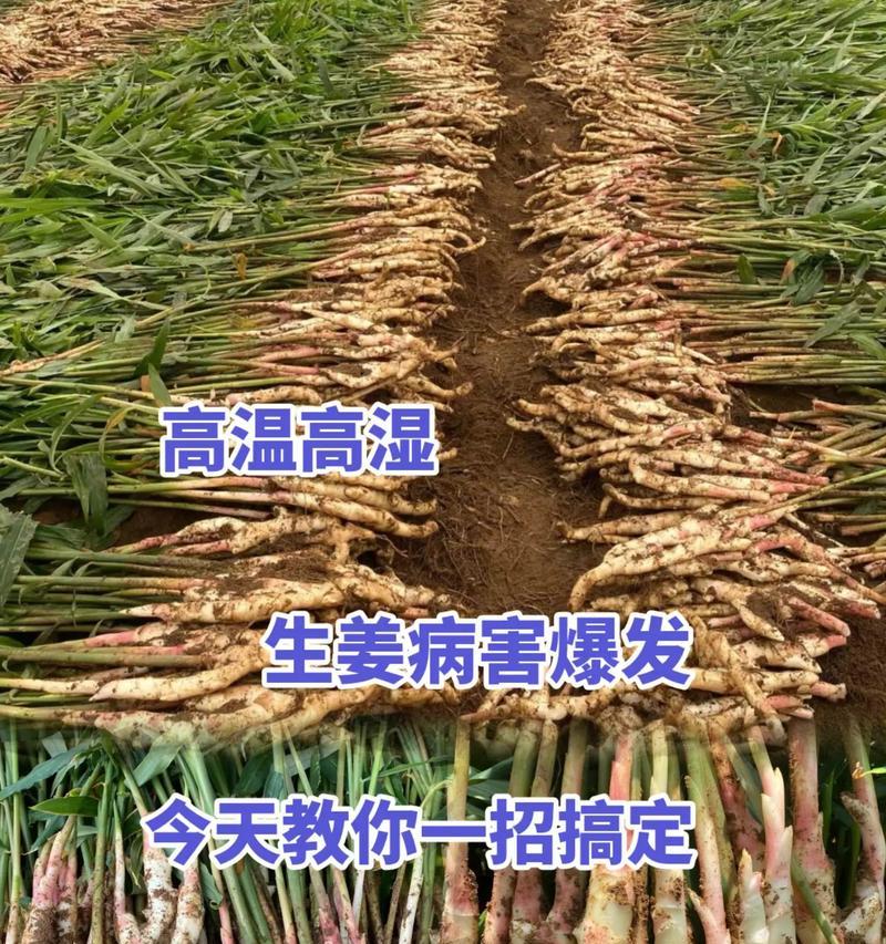 生姜种植时间与生长周期（掌握关键时间点，科学种植生姜/生姜生长周期及各生长阶段特征）-第2张图片-绿意生活