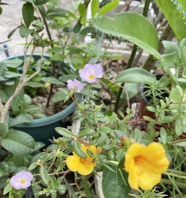 以猪碗种花为乐——打造独特花园的秘密（种花新趋势）-第1张图片-绿意生活