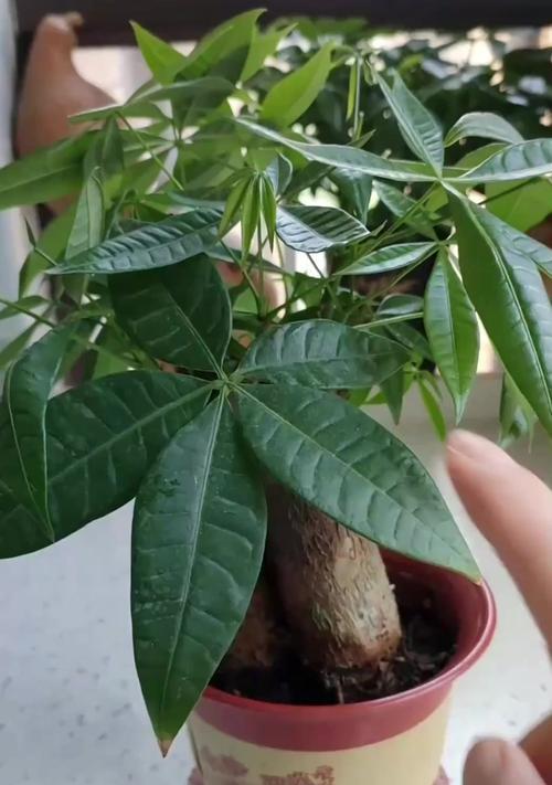 发财树的成长之路（探寻发财树根系的奥秘）-第1张图片-绿意生活