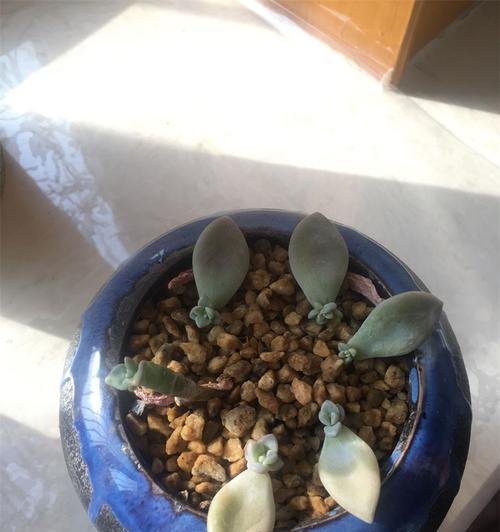 如何有效地让玉露生根（简单方法和技巧让您的玉露植物生根茁壮）-第1张图片-绿意生活