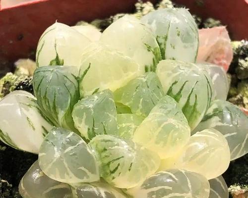 多肉玉露养护之道（打造透亮病态多肉，关键在于这一点）-第1张图片-绿意生活