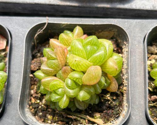 多肉玉露养护之道（打造透亮病态多肉，关键在于这一点）-第3张图片-绿意生活