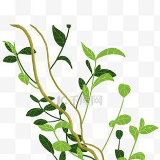 探秘树藤——一种神奇的攀援植物（了解树藤的分类、特点及生态习性）-第2张图片-绿意生活