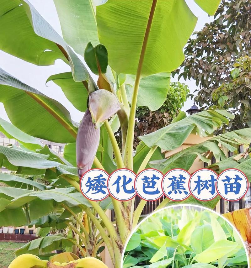 香蕉叶的多种用途与处理方法（香蕉叶的环保利用以及相关技巧）-第3张图片-绿意生活