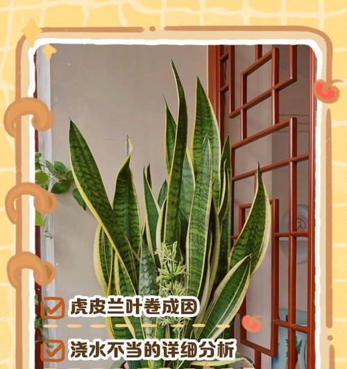 虎皮兰叶子开裂枯边的原因与防治方法（保持适宜温湿度，定期喷水滋润虎皮兰叶子，注意施肥和病虫害防治）-第2张图片-绿意生活