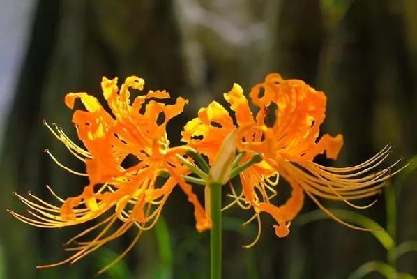 石蒜开花频率调查（石蒜的生长习性、繁殖方式及其开花规律）-第3张图片-绿意生活