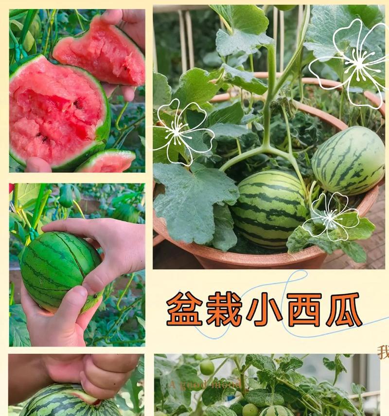 在屋子里种植西瓜（小区居民通过室内种植技巧，成功种植出甜美的西瓜）-第1张图片-绿意生活