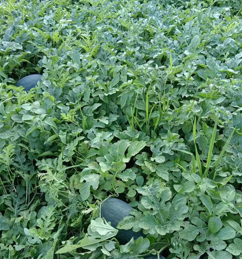 在屋子里种植西瓜（小区居民通过室内种植技巧，成功种植出甜美的西瓜）-第3张图片-绿意生活
