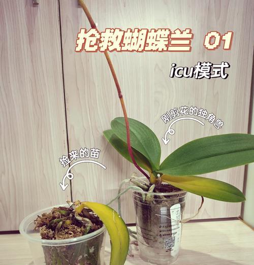 石斛兰叶片黄的原因及应对方法（探究石斛兰叶片黄的根源，有效解决问题的方法）-第2张图片-绿意生活