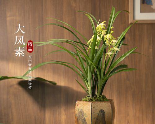 石斛兰叶片黄的原因及应对方法（探究石斛兰叶片黄的根源，有效解决问题的方法）-第3张图片-绿意生活