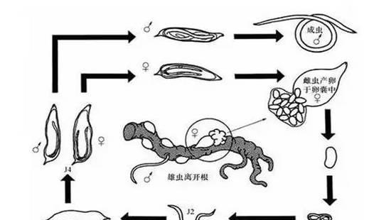花叶线虫病治疗方法详解（有效控制花叶线虫病的关键步骤与技巧）-第1张图片-绿意生活