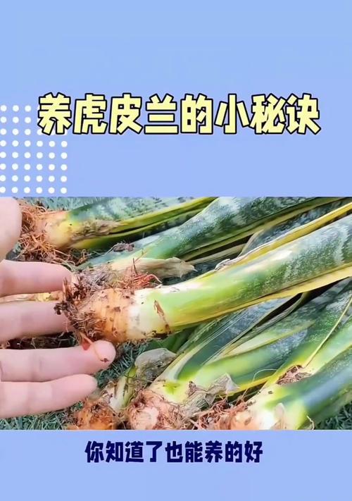 虎皮兰的养殖技巧与肥料需求（打造健康虎皮兰，肥料是关键！）-第1张图片-绿意生活