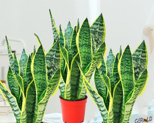 虎皮兰的养殖技巧与肥料需求（打造健康虎皮兰，肥料是关键！）-第3张图片-绿意生活