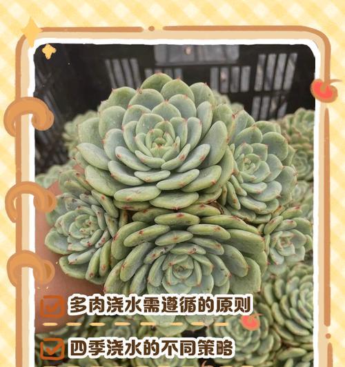 雨水对以露养的多肉的影响及避免措施（如何保护以露养的多肉免受雨水侵害）-第3张图片-绿意生活