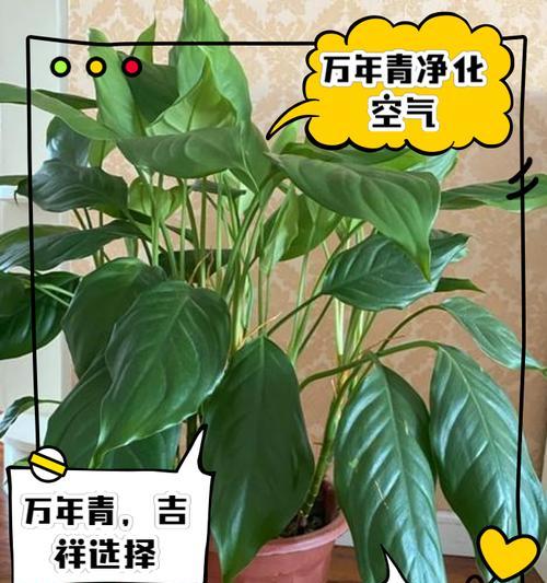 万年青叶子生锈斑如何处理？（治疗方法和预防措施）-第1张图片-绿意生活