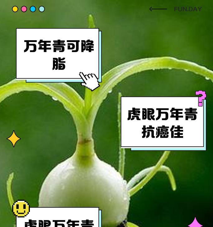 万年青叶子生锈斑如何处理？（治疗方法和预防措施）-第3张图片-绿意生活