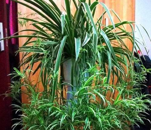 利用豆渣水打造美丽花园（挑选适合豆渣水浇灌的花卉品种）-第1张图片-绿意生活