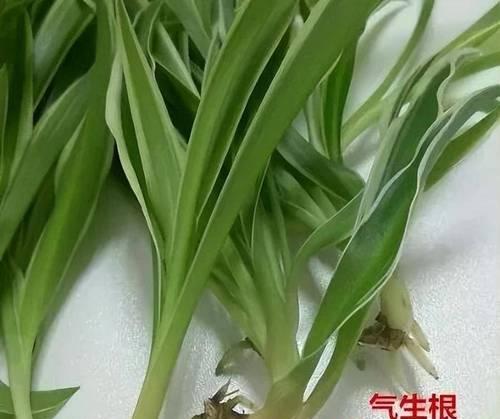 以吊蓝怎么扦插为主题的全面指南（了解吊蓝的生长习性和正确的扦插方法，打造美丽的室内绿化）-第2张图片-绿意生活