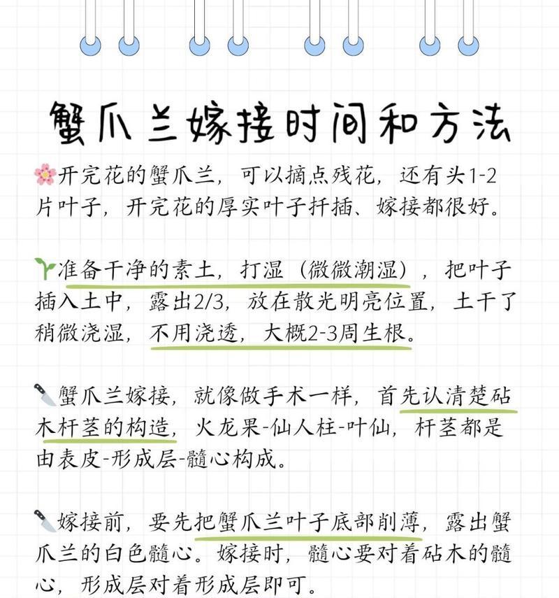 蟹爪兰的花苞管理技巧（掌握蟹爪兰的花苞修剪和护理方法，打造美丽的花朵）-第2张图片-绿意生活