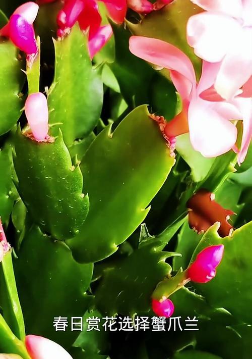 蟹爪兰的花苞管理技巧（掌握蟹爪兰的花苞修剪和护理方法，打造美丽的花朵）-第3张图片-绿意生活