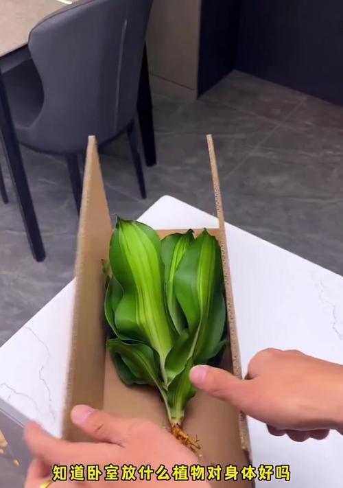 如何正确养护巴西铁植物（打造健康繁茂的巴西铁，关键在于养护技巧）-第1张图片-绿意生活